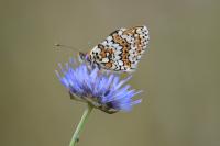 Melitaea cinxia
