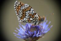 Melitaea cinxia