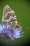 Melitaea cinxia