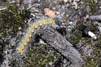 Phalera bucephala
