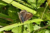 Aricia agestis