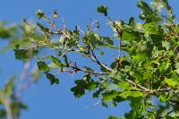 Thaumetopoea processionea