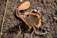 Vanessa atalanta