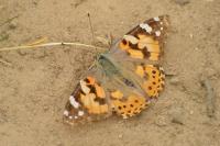 Vanessa cardui