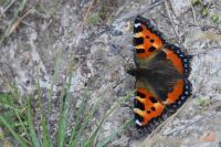 Aglais urticae