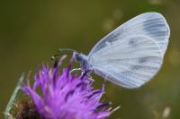 Leptidea sinapis