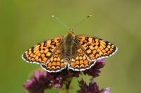 Melitaea phoebe