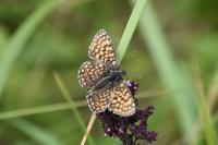 Melitaea cinxia