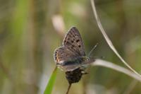 Lycaena tityrus