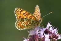 Melitaea phoebe