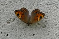 Lasiommata maera