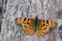 Polygonia c-album