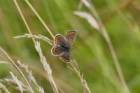 Aricia agestis
