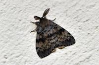 Lymantria dispar