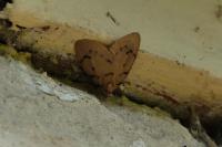 Paidia rica