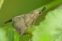 Hypena proboscidalis
