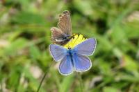 Polyommatus icarus