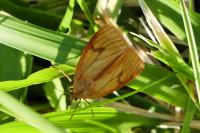 Diacrisia sannio
