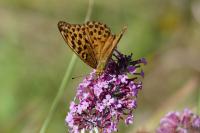 Argynnis paphia