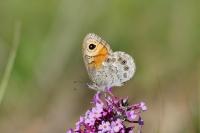 Lasiommata maera