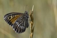 Arethusana arethusa