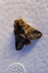 Thaumetopoea processionea
