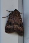 Amphipyra pyramidea