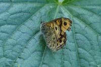 Lasiommata megera