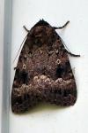 Amphipyra pyramidea