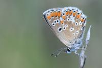Aricia agestis