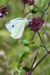 Pieris rapae