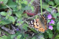 Vanessa cardui
