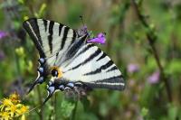 Iphiclides podalirius