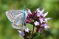 Polyommatus icarus