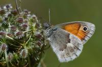 Coenonympha pamphilus