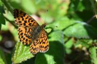 Boloria dia