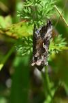 Autographa gamma