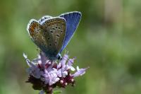 Polyommatus icarus