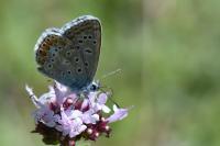 Polyommatus icarus