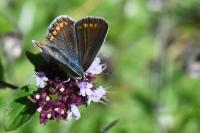 Polyommatus icarus