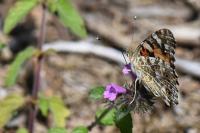 Vanessa cardui