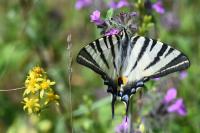 Iphiclides podalirius