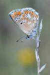 Aricia agestis