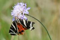 Euplagia quadripunctaria