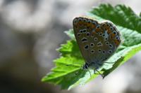 Polyommatus icarus