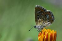 Polyommatus icarus