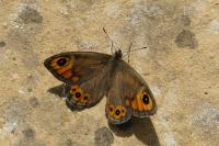 Lasiommata maera