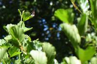 Limenitis reducta
