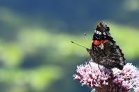 Vanessa atalanta