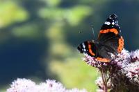 Vanessa atalanta